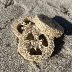 Kystnær Loofah svampe der ligger på en strand