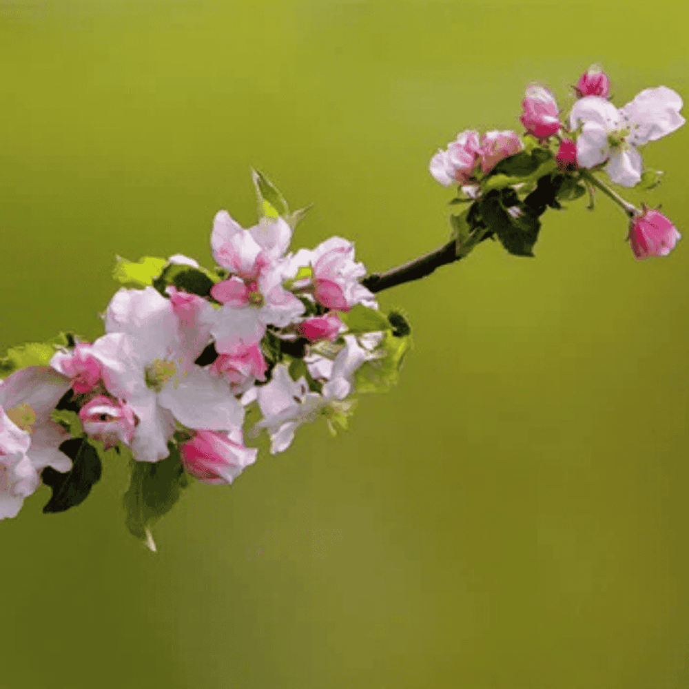 Duftværket Duftvoks - æbleblomst
