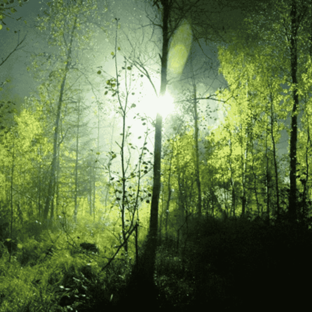 Duftvoks fra Duftværker - Enchanted Forest