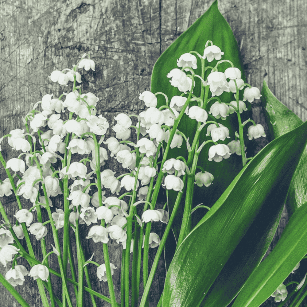 Duftværket Duftvoks Lily of the Valley, liljer