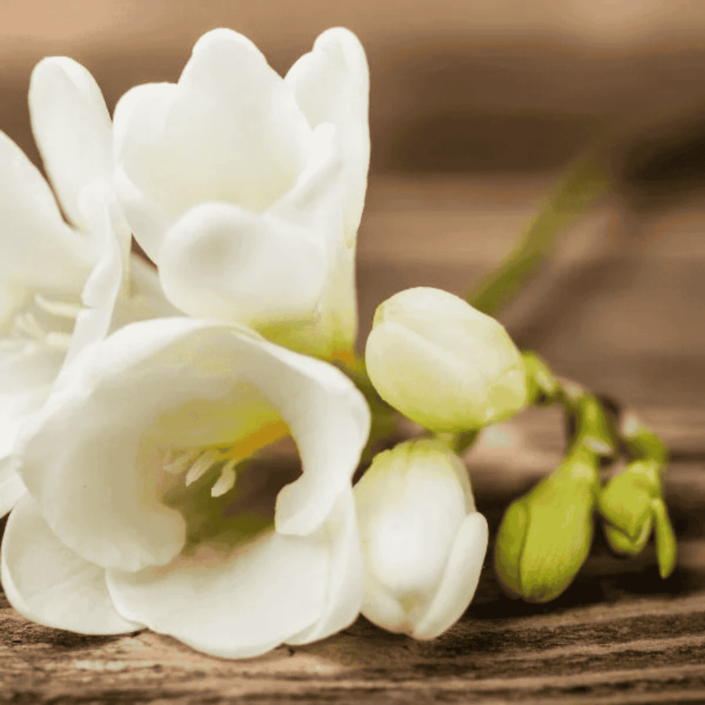 Duftverket Duftvoks Blooming Freesia med en duft af blomster