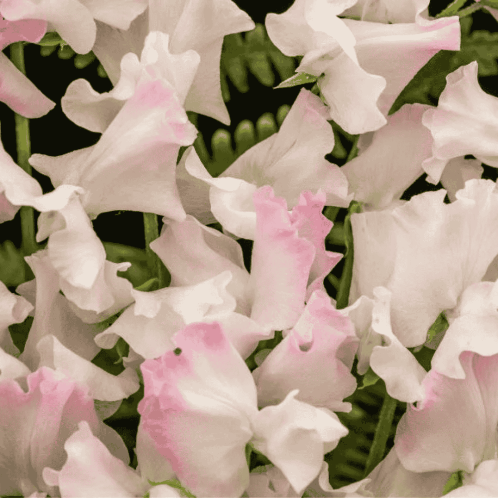 Duftverket Duftvoks med Sweet Pea